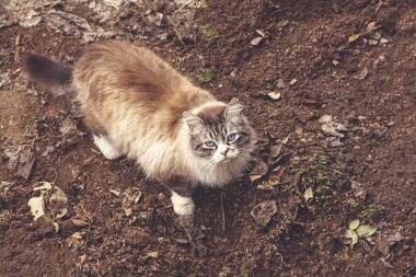 Mavi gözlü yerli kedi.