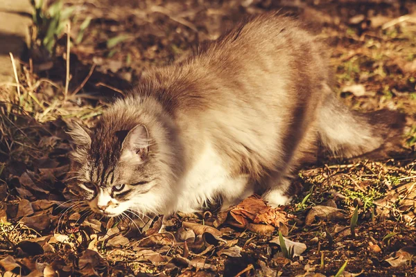Gato buscando y acechando a una presa durante la tarde de otoño . — Foto de Stock