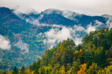 Bled, Slovenya yakınlarındaki Sloven ormanlarının muhteşem manzarası.