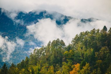 Bled, Slovenya yakınlarındaki Sloven ormanlarının muhteşem manzarası.