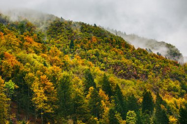 Bled, Slovenya yakınlarındaki Sloven ormanlarının muhteşem manzarası.