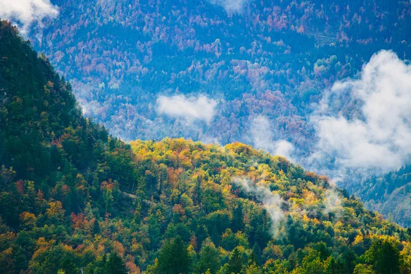 Fantastisk utsikt över slovenska skogar nära Bled, Slovenien. — Stockfoto