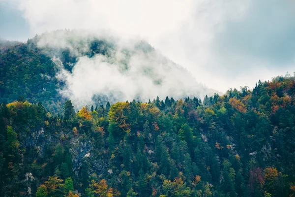 Vista incrível das florestas eslovenas perto de Bled, Eslovênia . — Fotografia de Stock