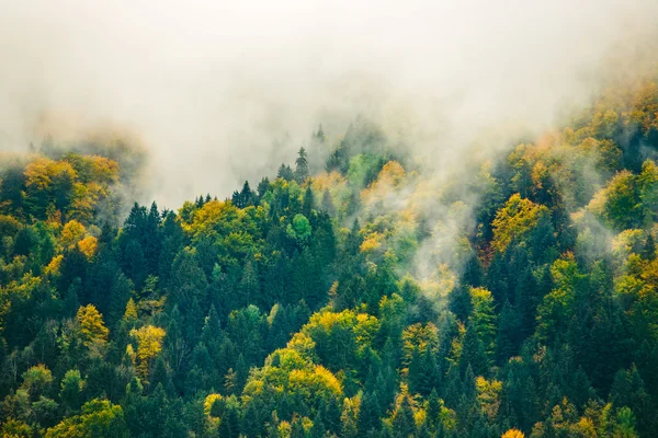 Vedere uimitoare a pădurilor slovene și a pajiștilor lângă Bled, Slovenia . — Fotografie, imagine de stoc