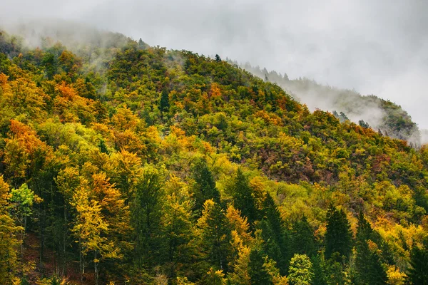 Vista incrível das florestas eslovenas perto de Bled, Eslovênia . — Fotografia de Stock