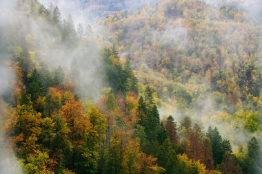 Bled, Slovenya yakınlarındaki Sloven ormanlarının muhteşem manzarası.