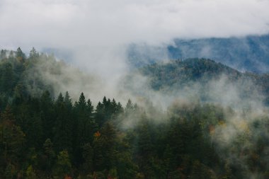 Bled, Slovenya yakınlarındaki Sloven ormanlarının muhteşem manzarası.