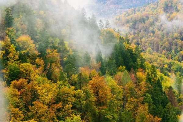 Vedere uimitoare a pădurilor slovene în apropiere de Bled, Slovenia . — Fotografie, imagine de stoc