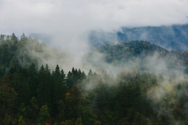 Increíble vista de los bosques eslovenos cerca de Bled, Eslovenia . — Foto de Stock