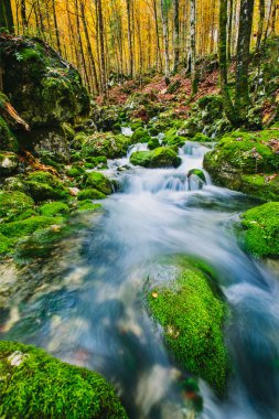 Yosunlu kayalar ve kristal berraklığında su ile Dağ deresi detay
