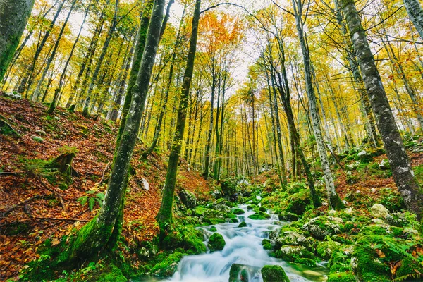 Gorgeous scene of creek in colorful autumnal forest — Stock Photo, Image