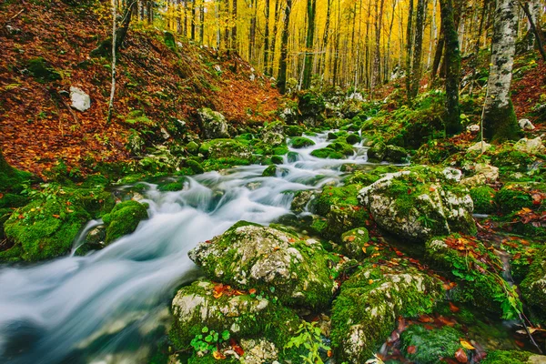 Gorgeous scene of creek in colorful autumnal forest — Stock Photo, Image