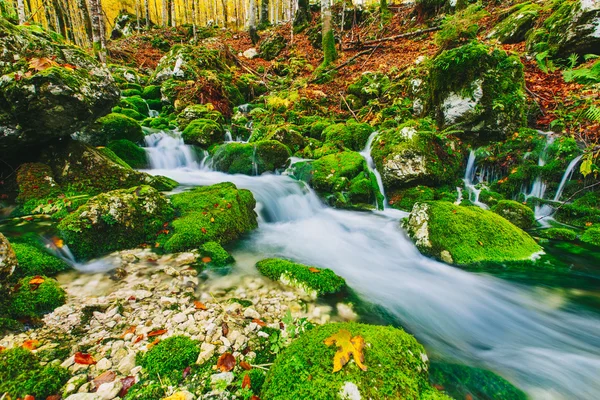 Wunderschöne Szene des Baches im bunten herbstlichen Wald — Stockfoto