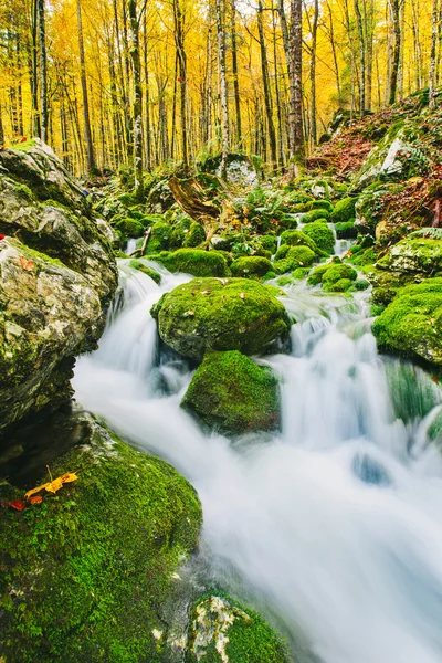 Gorgeous scene of creek in colorful autumnal forest — Stock Photo, Image