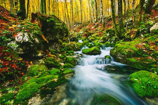 Superbe scène de ruisseau dans une forêt automnale colorée — Photo