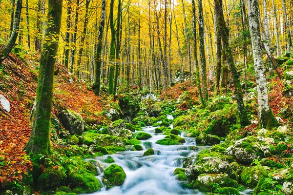 Gorgeous scene of creek in colorful autumnal forest — Stock Photo, Image