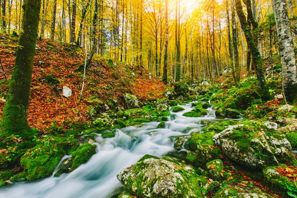 Gorgeous scene of creek in colorful autumnal forest — Stock Photo, Image