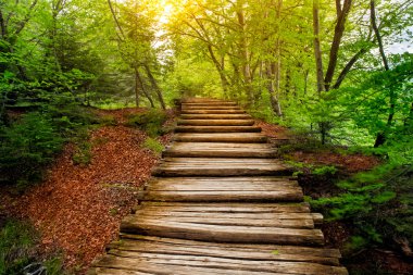 Güneş altında derin orman yolu. Plitvice Gölleri, Hırvatistan