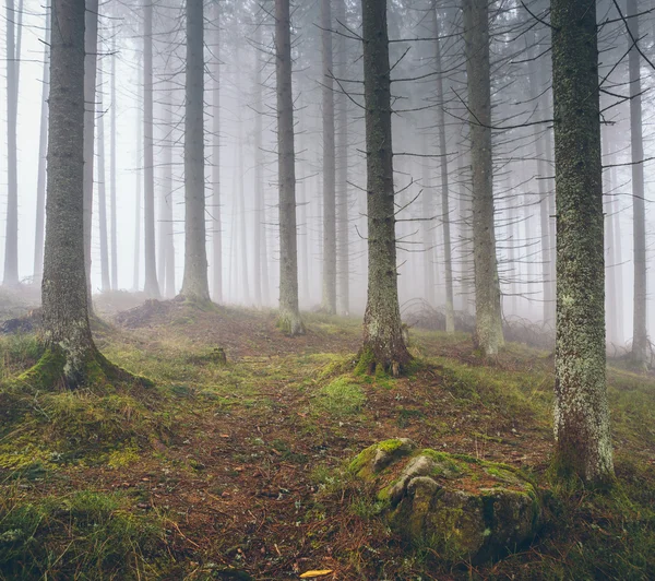 Красивий туманний ліс з соснами — стокове фото
