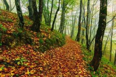 Güzel renkli orman sahne yoluyla Hırvat Plitvice Milli Parkı