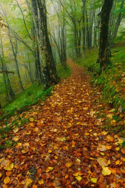 Güzel renkli orman sahne yoluyla Hırvat Plitvice Milli Parkı