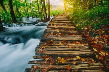 Kristal berraklığında su ahşap pahway ile derin orman akarsu. Plitvice Gölleri, Hırvatistan UNESCO Dünya Miras Listesi