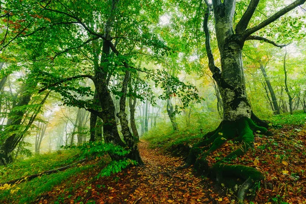 Hermosa escena de bosque colorido con camino en el Parque Nacional Croata Plitvice — Foto de Stock