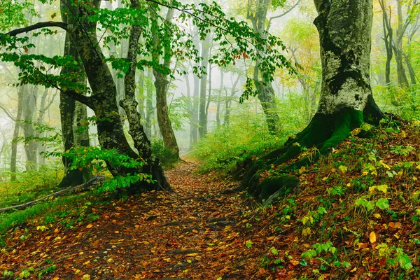 Härlig färgglad skog scen med sökvägen i kroatiska Plitvice nationalpark — Stockfoto