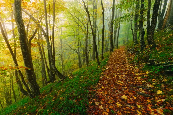 Hermosa escena de bosque colorido con camino en el Parque Nacional Croata Plitvice — Foto de Stock