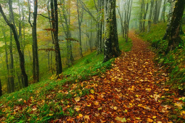 경로는 크로아티아 플리트 비 체 국립공원 아름 다운 화려한 숲 현장 — 스톡 사진