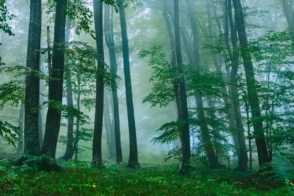Härlig dimmig skog scen i kroatiska Plitvice nationalpark — Stockfoto