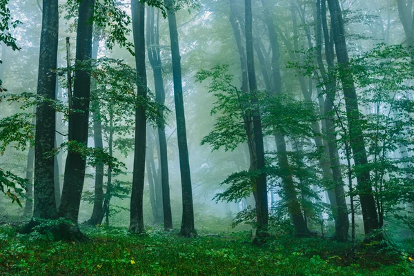 Bela cena de floresta nebulosa no Parque Nacional Croata Plitvice — Fotografia de Stock