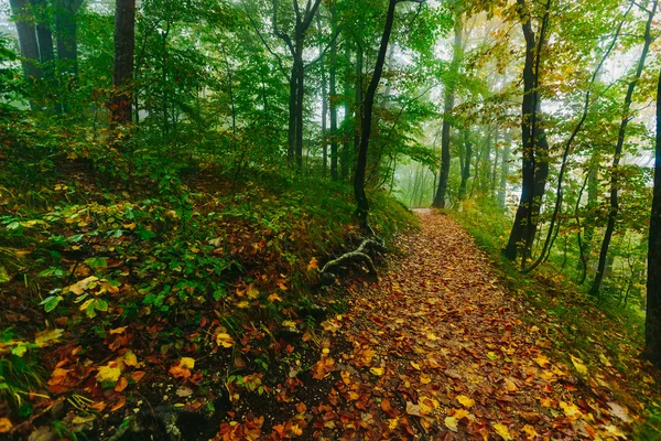 Красивая красочная лесная сцена с дорожкой в Хорватском Плитвицком национальном парке — стоковое фото