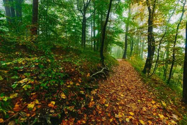 Bela cena de floresta colorida com caminho no Parque Nacional Croata Plitvice — Fotografia de Stock