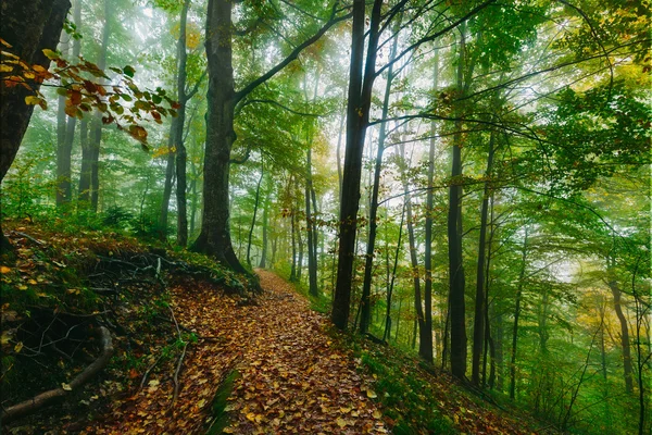 Bela cena de floresta colorida com caminho no Parque Nacional Croata Plitvice — Fotografia de Stock