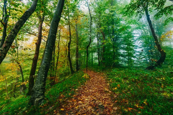 Gyönyörű színes erdei jelenet útját a horvát Plitvicei Nemzeti Park — Stock Fotó