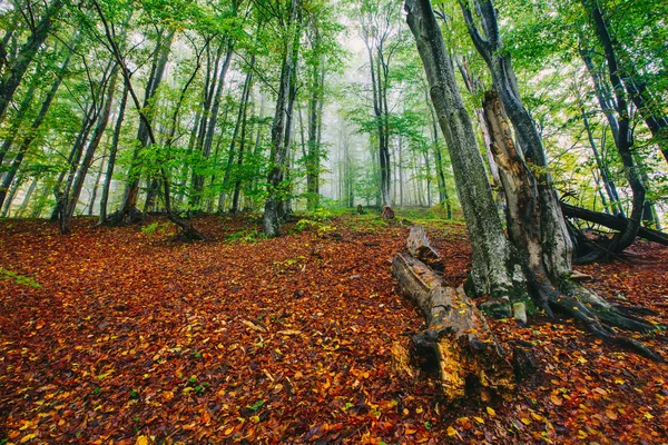 Hermosa escena de bosque colorido en el Parque Nacional Croata Plitvice — Foto de Stock