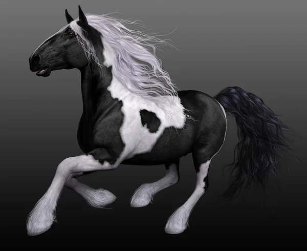 Черно Белая Цыганская Лошадка — стоковое фото