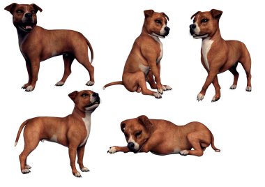 CGI Pitbull veya Bull Terrier Köpekleri Farklı Pozisyonlarda