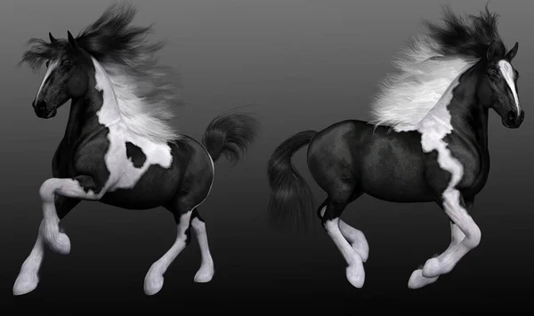 Black White Spotted Vanner Horse — Stock Photo, Image