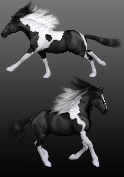 Siyah Beyaz Benekli Vanner Atı — Stok fotoğraf