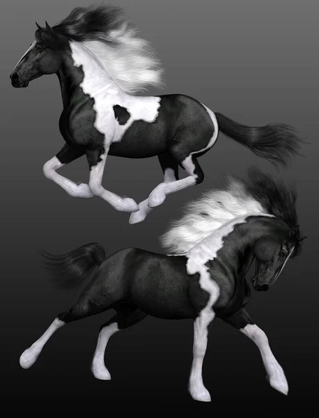 Black White Spotted Vanner Horse — Stock Photo, Image