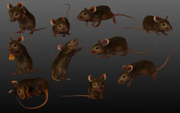 Souris Cgi Souris Diverses Poses Souris Brunes — Photo