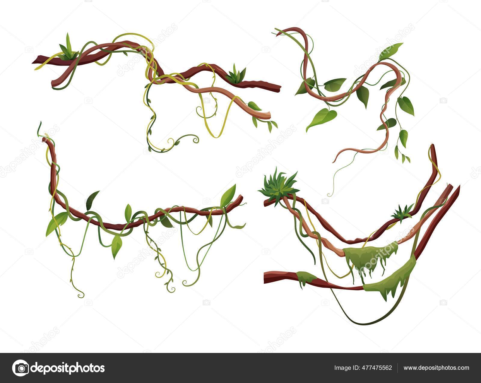 Лиана Или Ветки Винограда Векторная Иллюстрация. Лазание По.