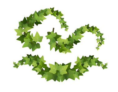 Ivy bitki karikatürü vektör çizimi. # Sarmaşıklar #.