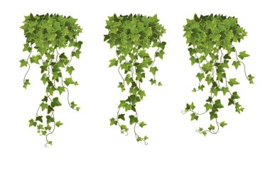 Ivy bitki karikatürü çizimi.