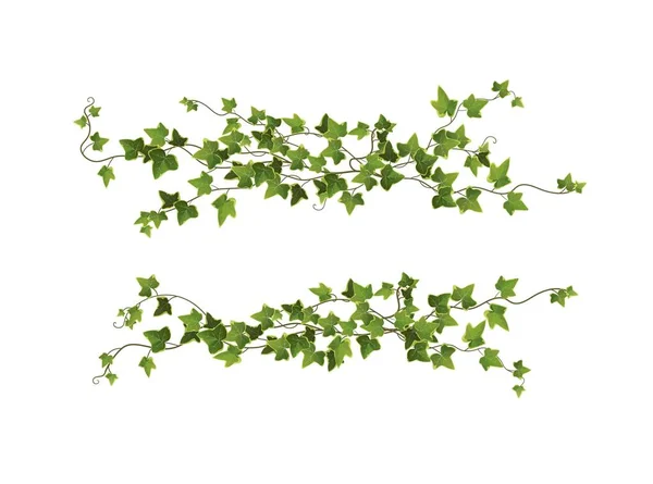 Ivy Pianta Ramo Cartone Animato Illustrazione — Vettoriale Stock