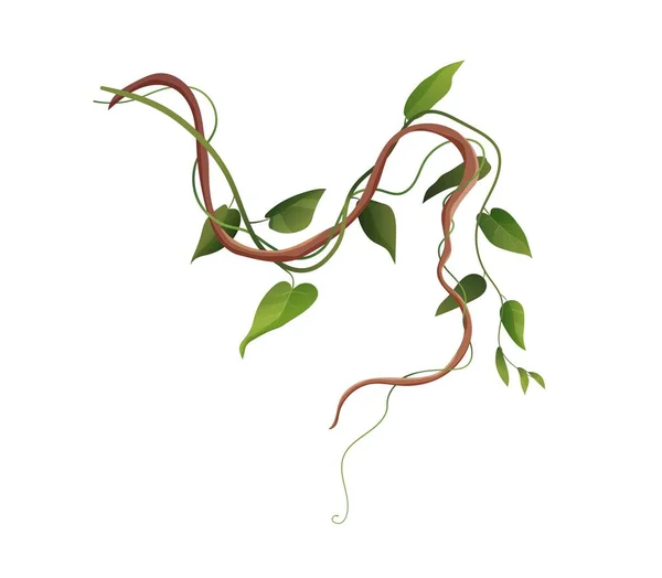 Liana nebo vinutí vinutí větví kreslené vektorové ilustrace. Džungle tropické horolezecké rostliny. — Stockový vektor