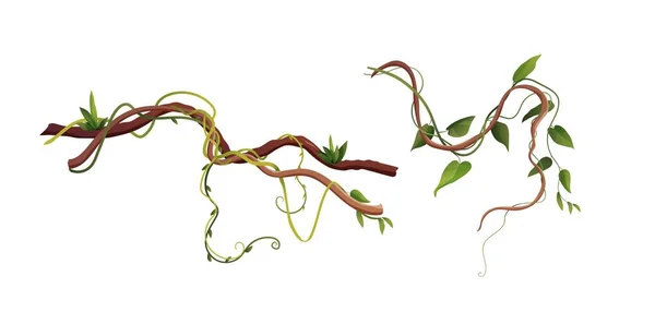 Liana ou vinhedo enrolamento ramos cartoon vetor ilustração. Plantas de escalada tropical da selva. — Vetor de Stock