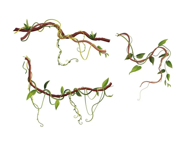 Liana ou vinhedo enrolamento ramos cartoon vetor ilustração. Plantas de escalada tropical da selva. —  Vetores de Stock